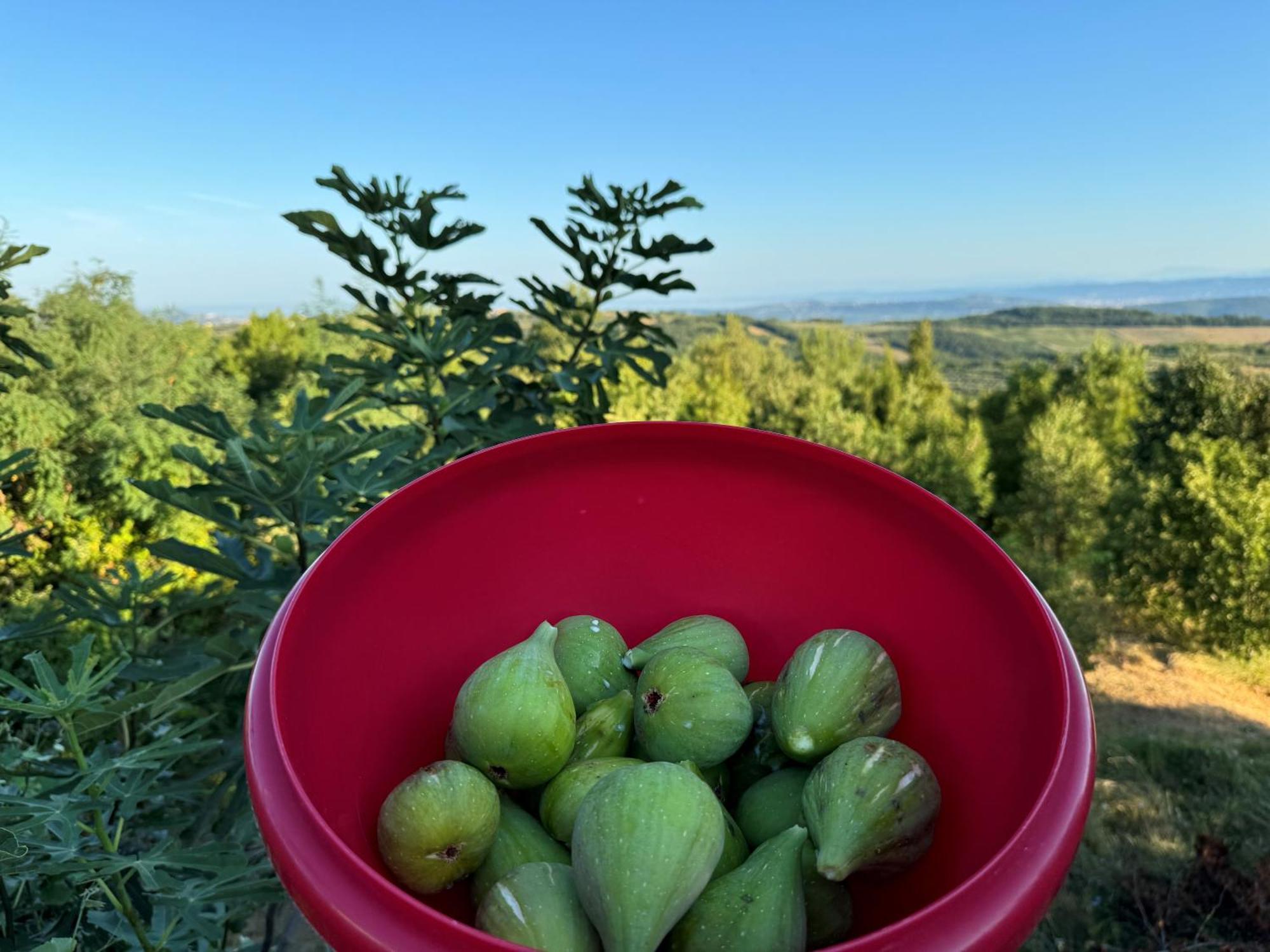 Guesthouse Green Istria Truške エクステリア 写真